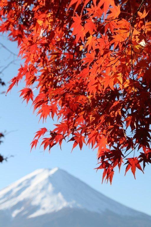 御師の家　梅谷（Umeya） Villa Fujikawaguchiko Luaran gambar